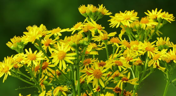 Jakobskreuzkraut; Quelle: pixabay