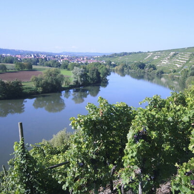 Mit der WeinKultur durchs Weinjahr 