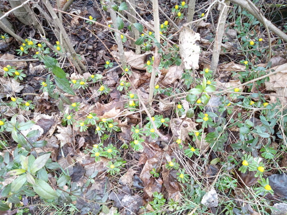 Winterlinge an einer Hecke