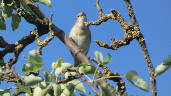 Gartengrasm&uuml;cke