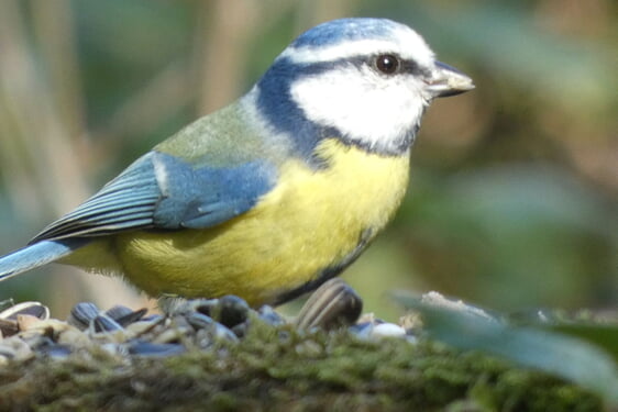 Blaumeise