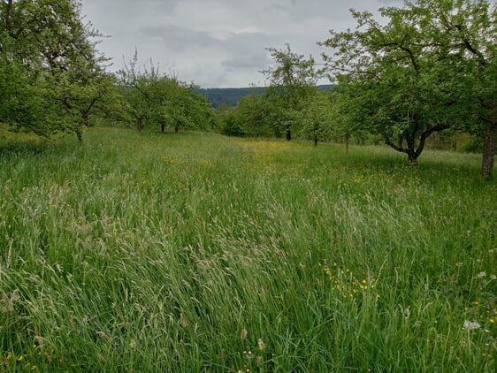 Streuobstwiese im Frühling