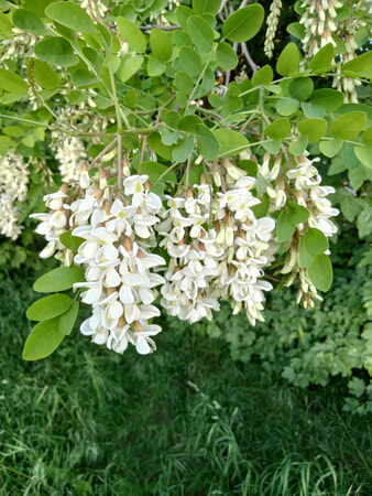 Blüte der Robinie