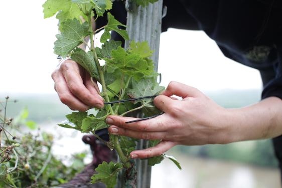 Die neuen Rebsorten ergeben nicht nur guten Wein, sondern schützen auch die Natur.