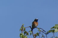 Vogelkundliche F&uuml;hrung in Gemmrigheim am 19.4.2026