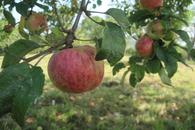 Landkreisweite Bodenproben-Aktion &bdquo;Streuobst 2026&ldquo; im Oktober