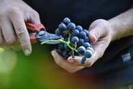 Gläserne Produktion auf dem Weingut – Sommerfest bei Tobias Schifferer