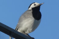Vogelkundliche Führung am 1.5.2025 in Bönnigheim