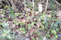 Vogelkundliche F&uuml;hrung am Neckar