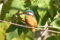 Versammlung des NABU Neckar-Enz, Jahresprogramm, vogelkundliche F&uuml;hrungen