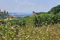 Rundwanderung bei Beilstein