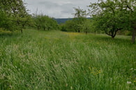 Vögel der Streuobstwiesen