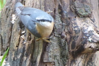 Vogelkundliche F&uuml;hrung am 1.5. in B&ouml;nnigheim