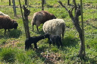Bretonische Zwergschafe verst&auml;rken das Team der WeinKultur