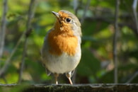 Vortrag des NABU Neckar-Enz am 4.12.2025 „Beobachtungen in Wald und Flur“